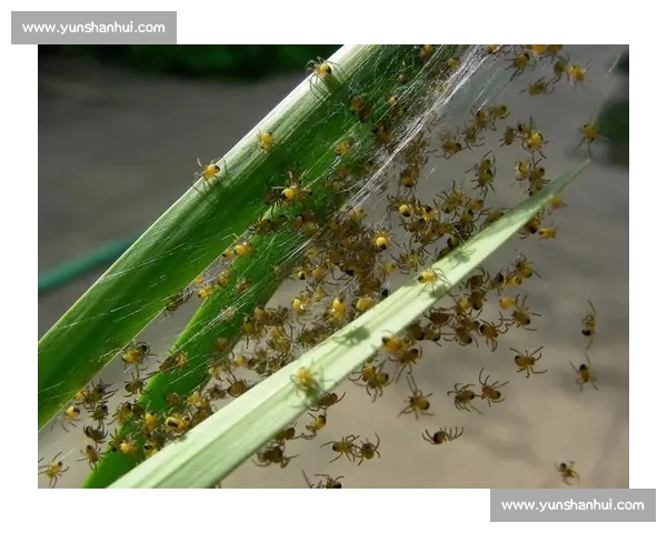 小蜘蛛的警示：世俱杯细节如丝，疏漏即失良机